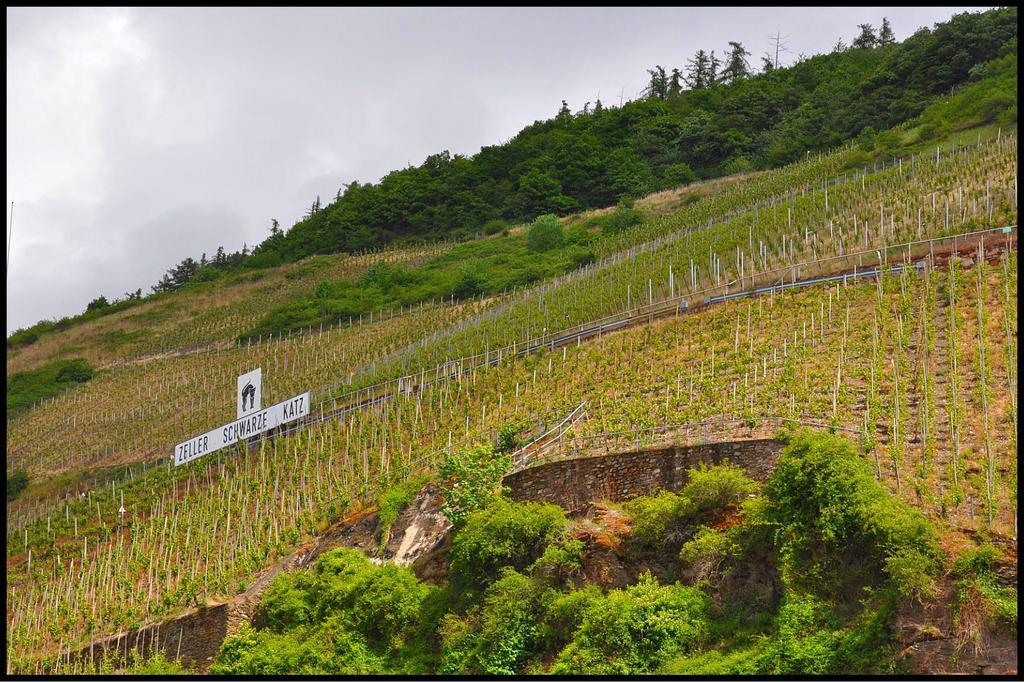 Pension Adelheid Moselhype&Wine Zell an der Mosel Bagian luar foto